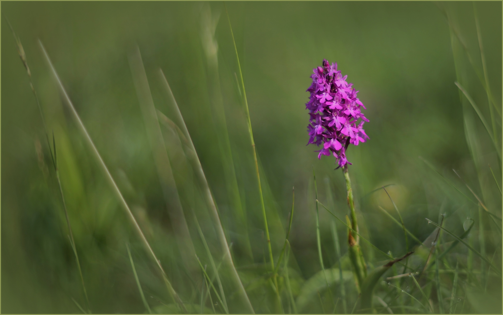 Pyramiden-Hundswurz (Anacamptis pyramidalis).