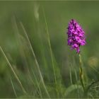 Pyramiden-Hundswurz (Anacamptis pyramidalis).