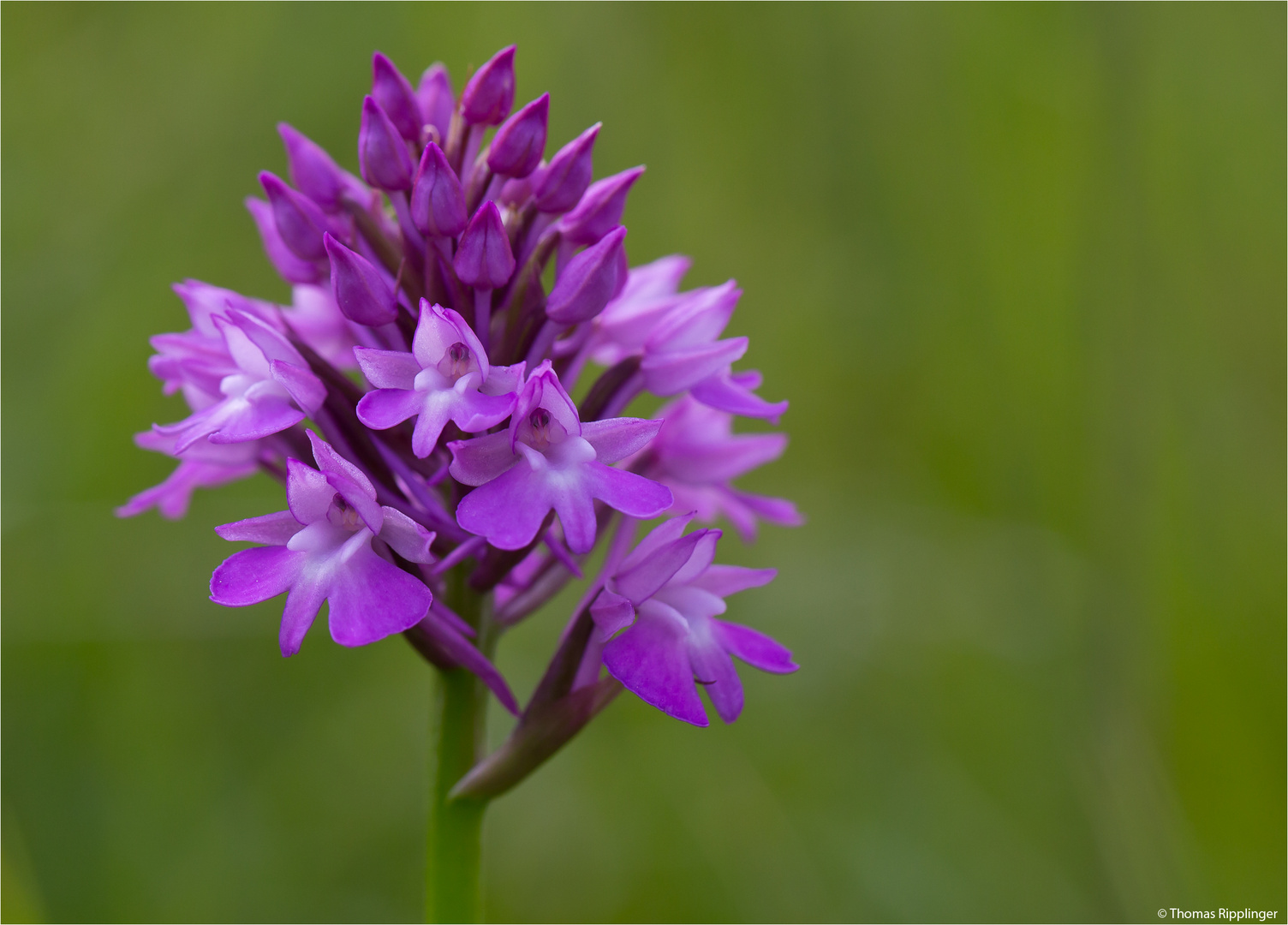 Pyramiden-Hundswurz (Anacamptis pyramidalis).....