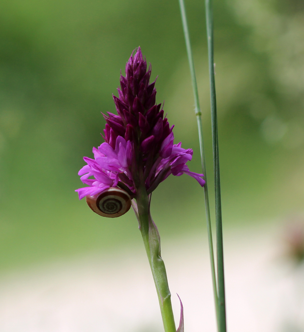 Pyramiden-Hundswurz (Anacamptis pyramidalis)....