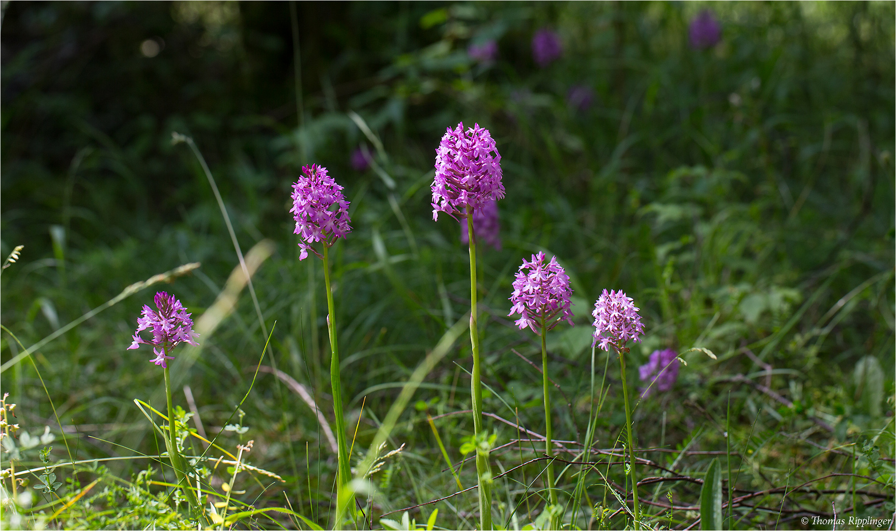 Pyramiden-Hundswurz (Anacamptis pyramidalis)