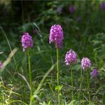 Pyramiden-Hundswurz (Anacamptis pyramidalis)