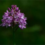 Pyramiden-Hundswurz (Anacamptis pyramidalis)...