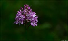 Pyramiden-Hundswurz (Anacamptis pyramidalis)...