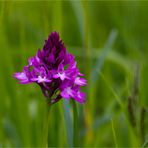 Pyramiden-Hundswurz ( Anacamptis pyramidalis).