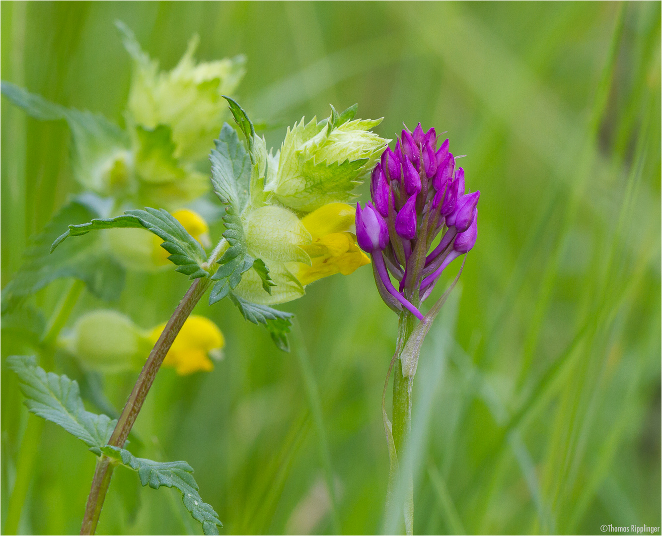 PyramidenHundswurz ( Anacamptis pyramidalis).... Foto & Bild