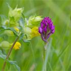 Pyramiden-Hundswurz ( Anacamptis pyramidalis)....