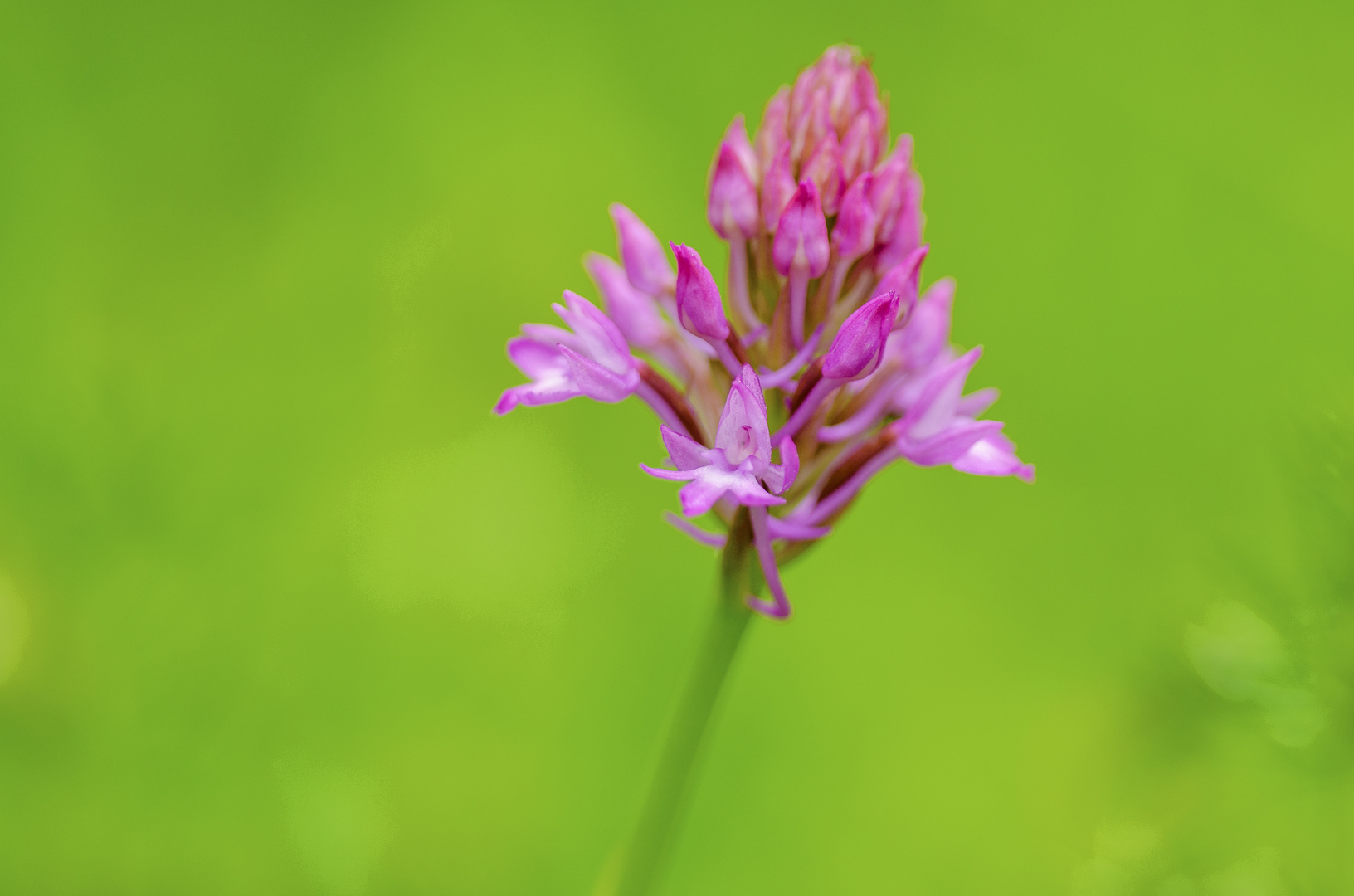 Pyramiden-Hundswurz (Anacamptis pyramidalis)