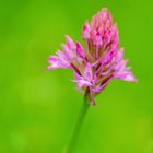 Pyramiden-Hundswurz (Anacamptis pyramidalis)