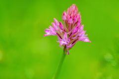 Pyramiden-Hundswurz (Anacamptis pyramidalis)