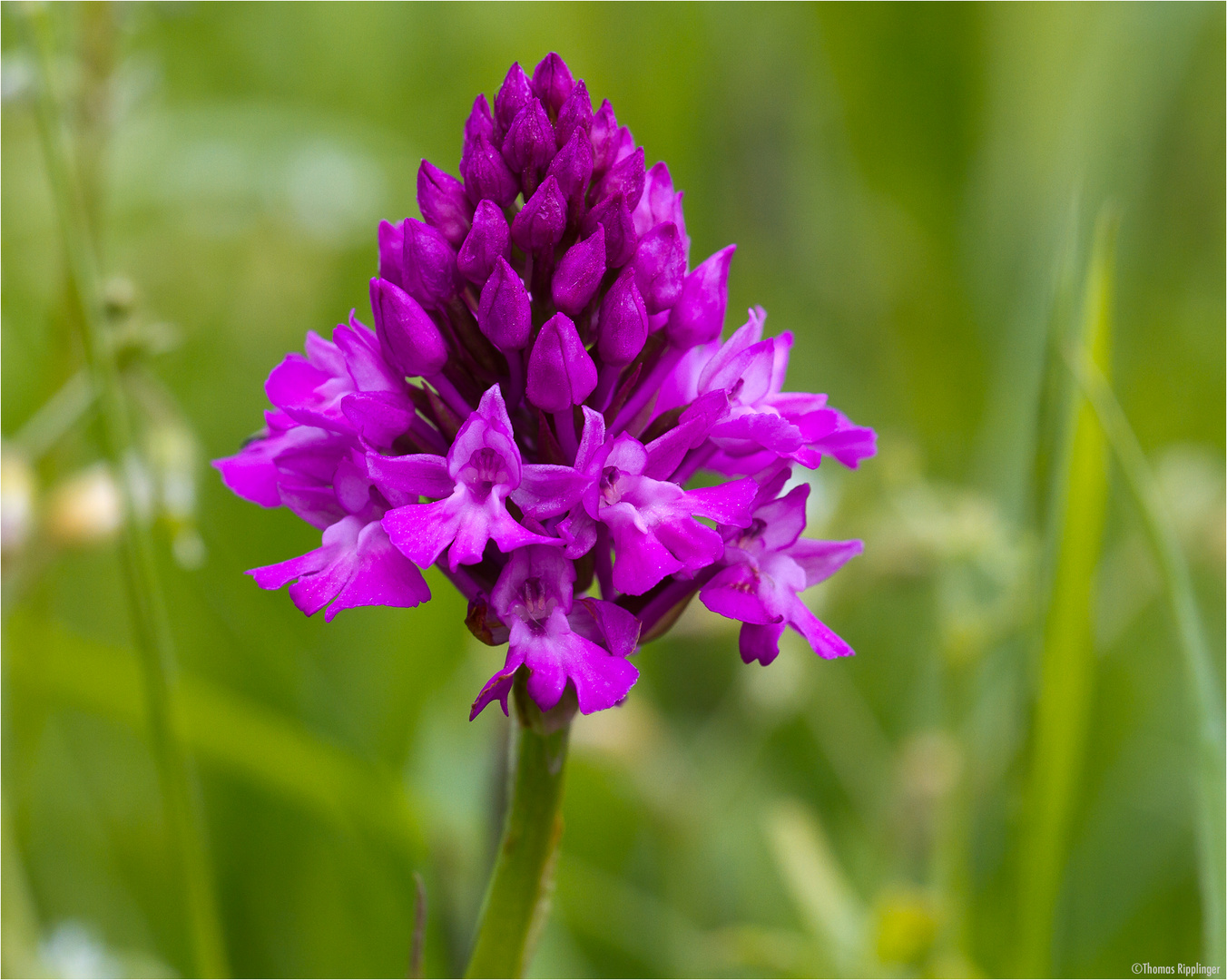 Pyramiden-Hundswurz (Anacamptis pyramidalis) .