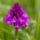 Pyramiden-Hundswurz (Anacamptis pyramidalis) .