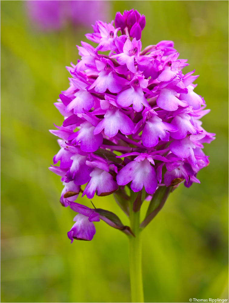 Pyramiden-Hundswurz (Anacamptis pyramidalis) .