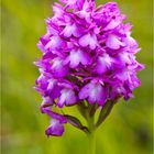 Pyramiden-Hundswurz (Anacamptis pyramidalis) .