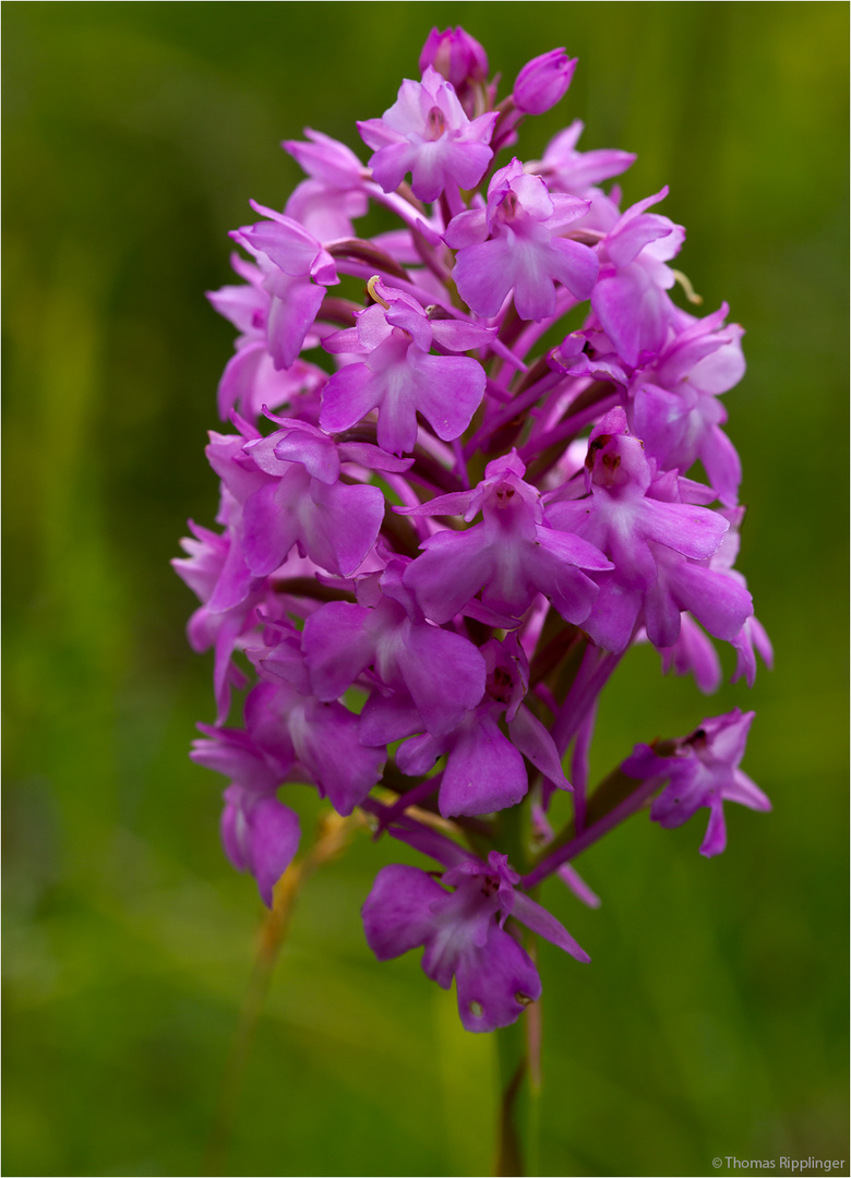 Pyramiden-Hundswurz (Anacamptis pyramidalis) ....-.