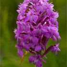 Pyramiden-Hundswurz (Anacamptis pyramidalis) ....-.