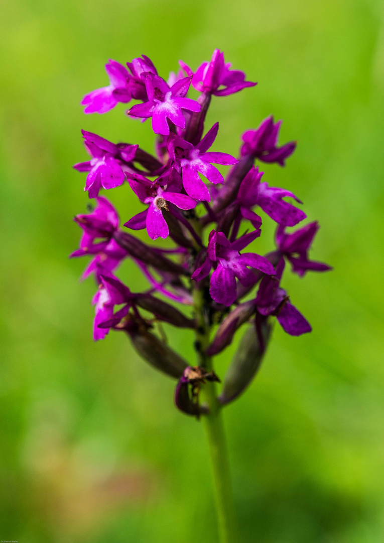 Pyramiden-Hundswurz (Anacamptis pyramidalis)