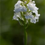 Pyramiden-Hundswurz (Anacamptis pyramidalis) in Weiß