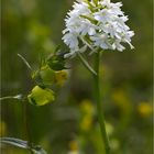 Pyramiden-Hundswurz (Anacamptis pyramidalis) in Weiß