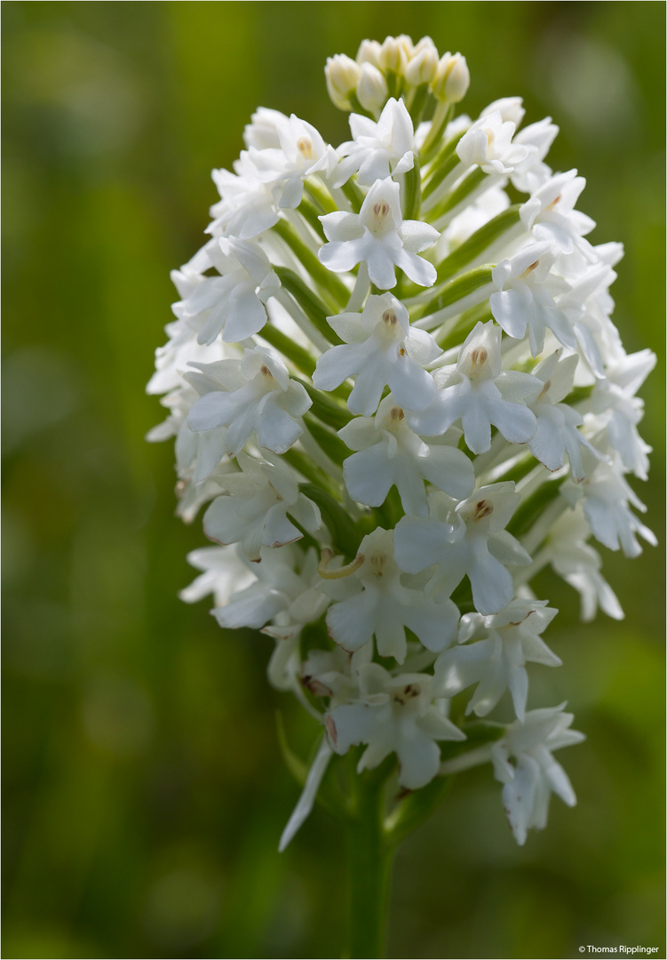 Pyramiden-Hundswurz (Anacamptis pyramidalis) in Weiß.