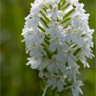 Pyramiden-Hundswurz (Anacamptis pyramidalis) in Weiß.