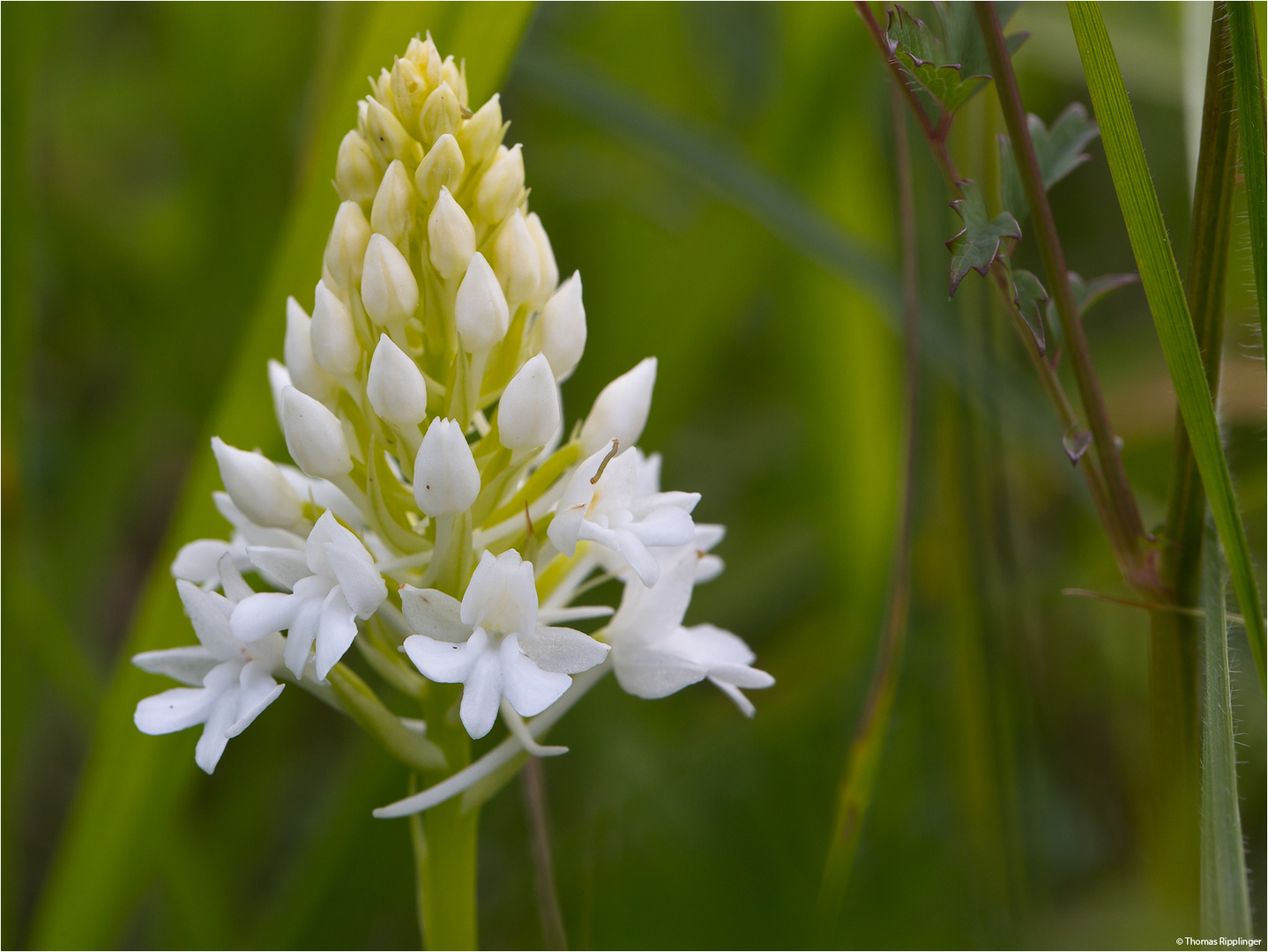 Pyramiden-Hundswurz (Anacamptis pyramidalis) in Weiß