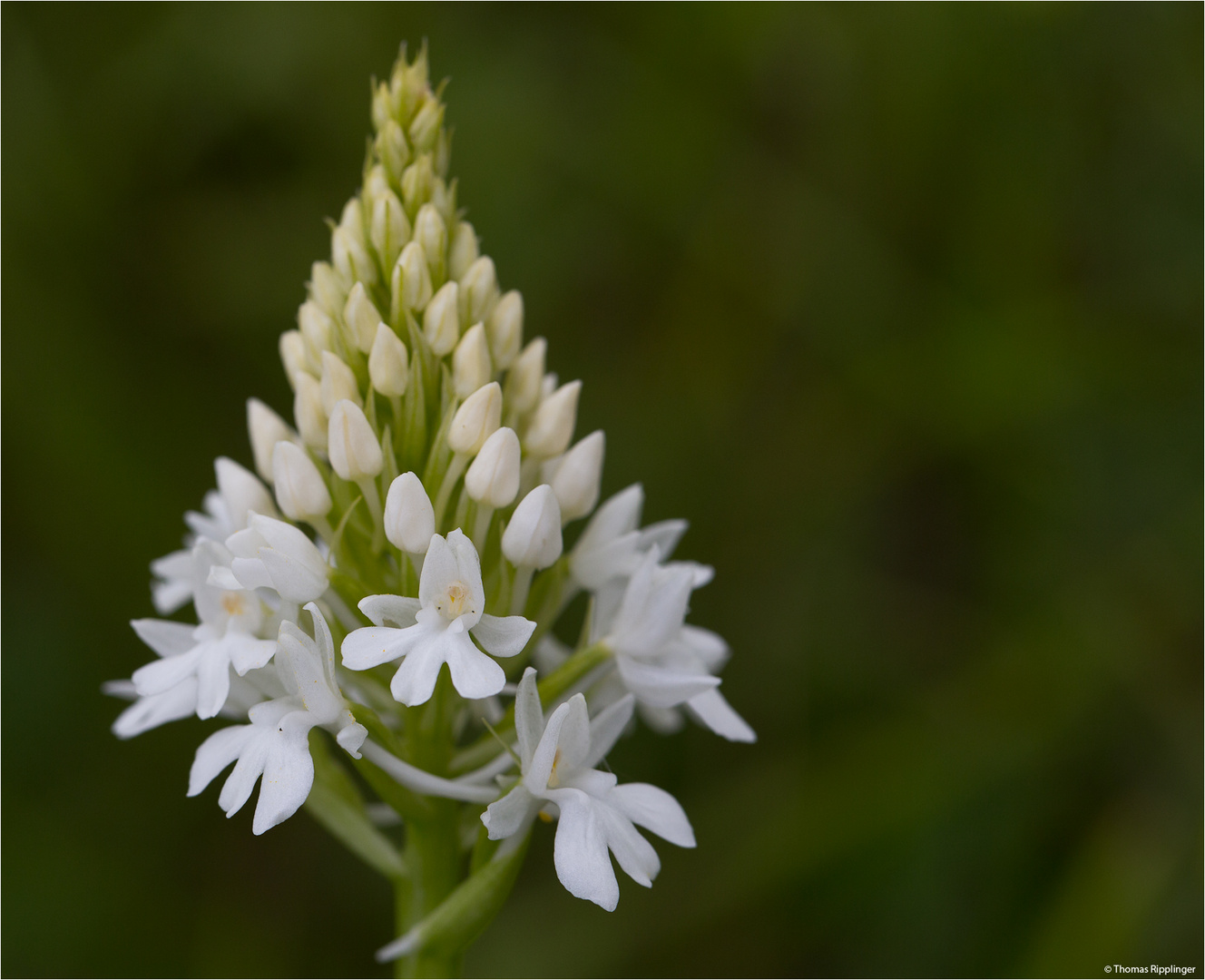 Pyramiden-Hundswurz (Anacamptis pyramidalis) ??? var. alba