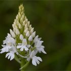 Pyramiden-Hundswurz (Anacamptis pyramidalis) ??? var. alba