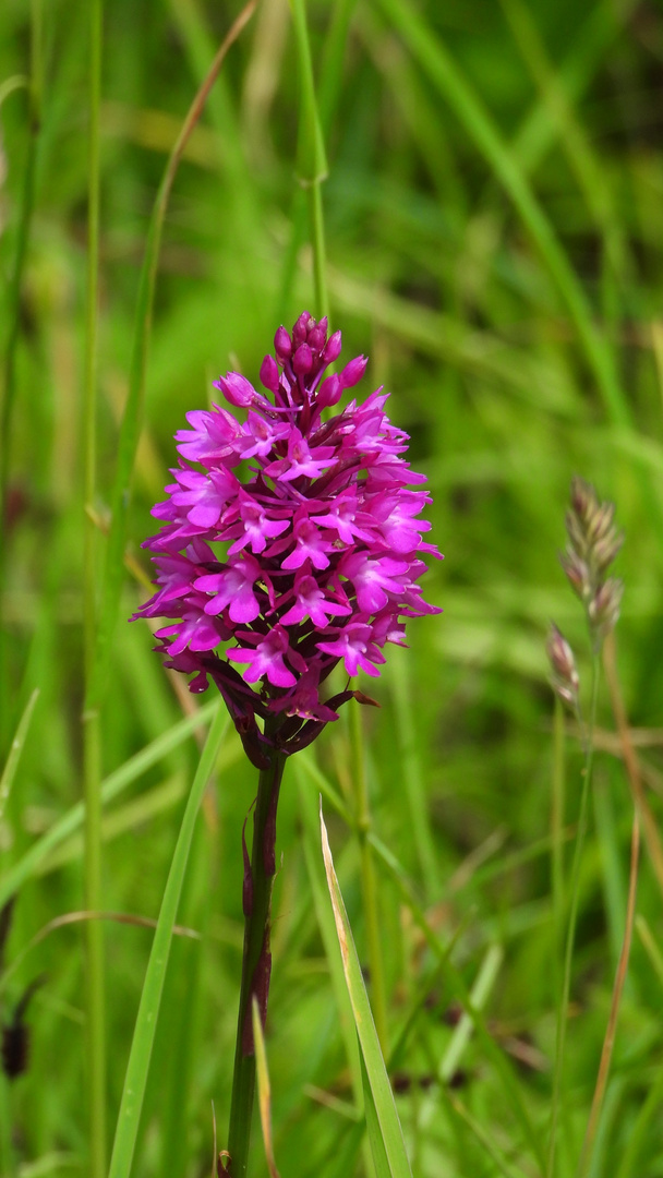 Pyramiden Hundswurz Foto & Bild pflanzen, pilze & flechten, blüten