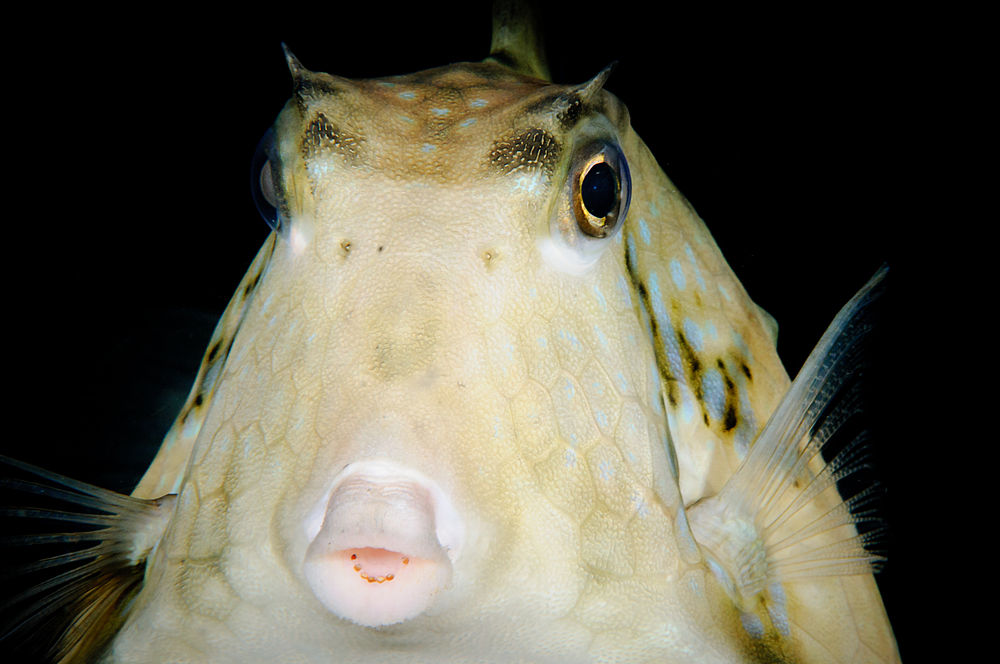 Pyramiden-Kofferfisch - Tetrosomus gibbosus