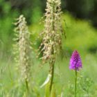 Pyramiden-Orchidee, Anacamptis pyramidalis