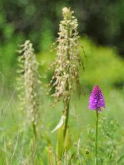 Pyramiden-Orchidee, Anacamptis pyramidalis