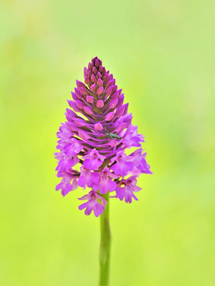 Pyramiden-Orchidee, Anacamptis pyramidalis 