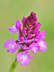 Pyramiden-Orchidee, Anacamptis pyramidalis