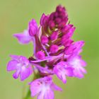 Pyramiden-Orchidee, Anacamptis pyramidalis