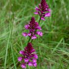 Pyramiden Orchis