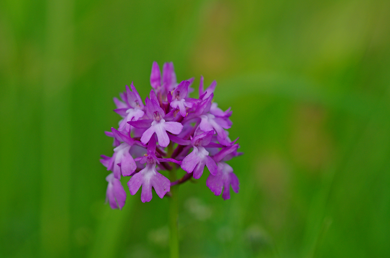 Pyramiden-Orchis 27.6.15