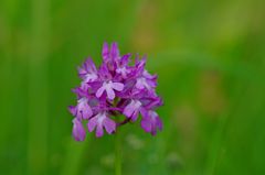 Pyramiden-Orchis 27.6.15