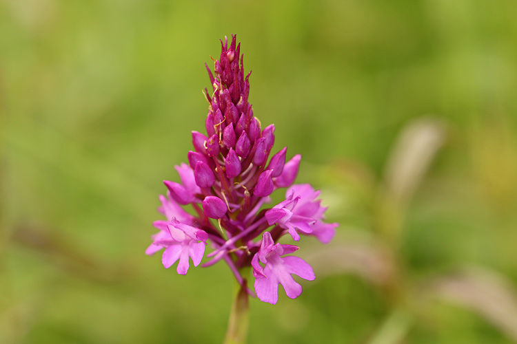 Pyramiden-Orchis