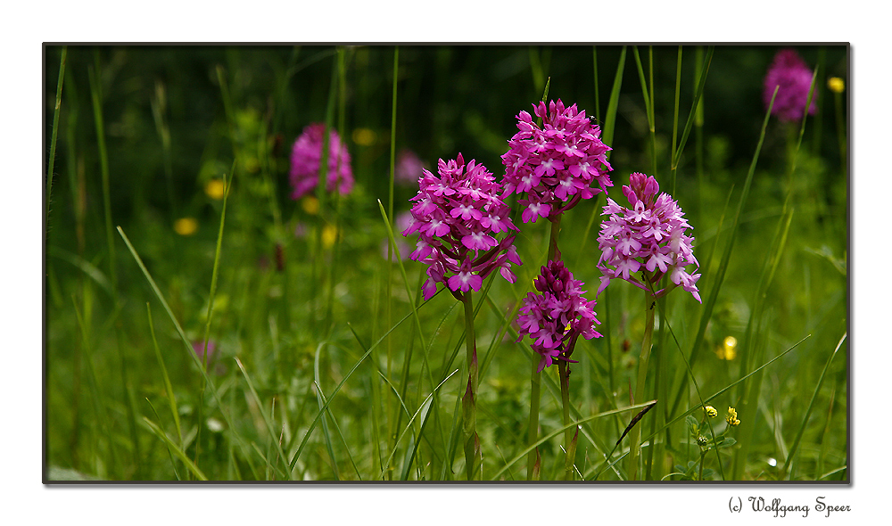 Pyramiden-Orchis. Eine Versammlung im Grünen.