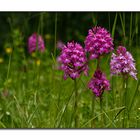 Pyramiden-Orchis. Eine Versammlung im Grünen.