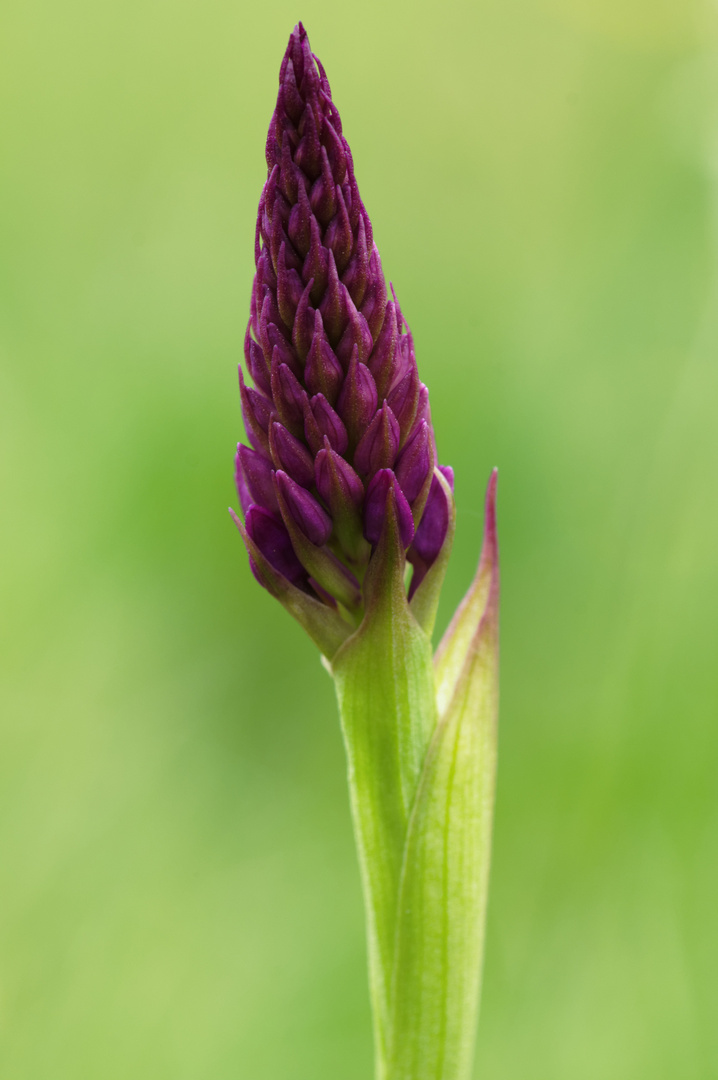 Pyramiden-Orchis