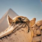 Pyramidenblick