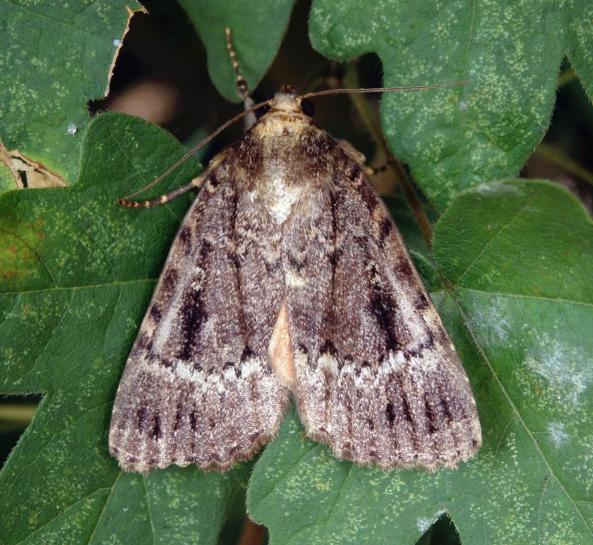 Pyramideneule (Amphipyra pyramidea) Foto & Bild tiere, wildlife
