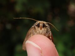 Pyramideneule (Amphipyra pyramidea)