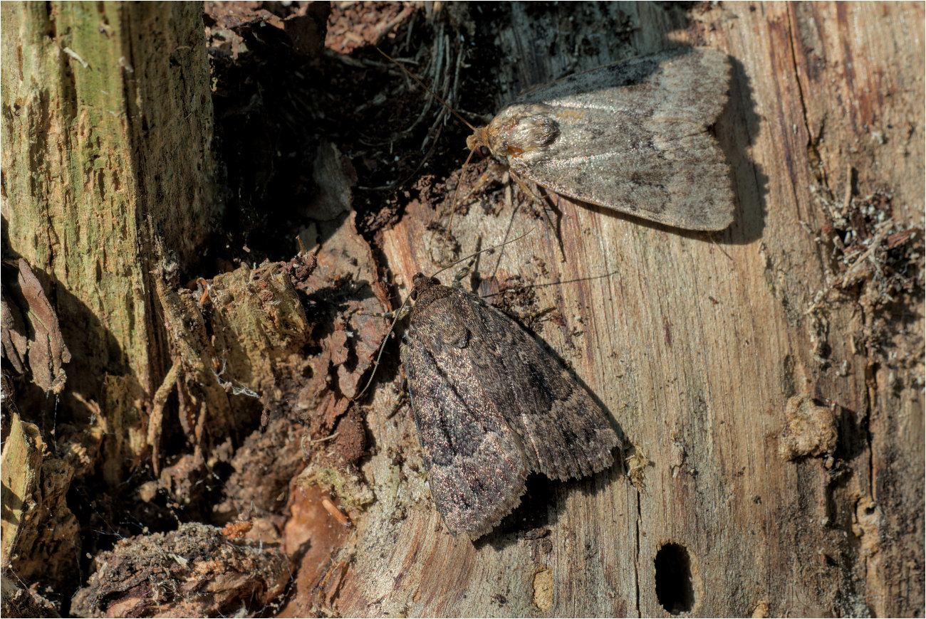 Pyramideneule (Amphipyra pyramidea / berbera)