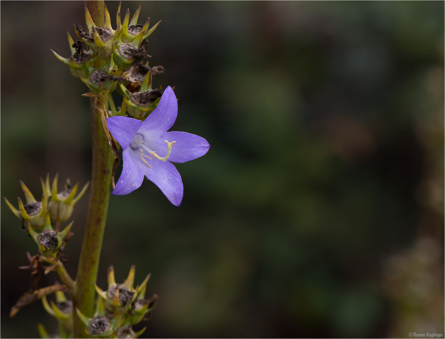 Pyramidenglockenblume (Campanula pyramidalis).