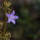 Pyramidenglockenblume (Campanula pyramidalis).