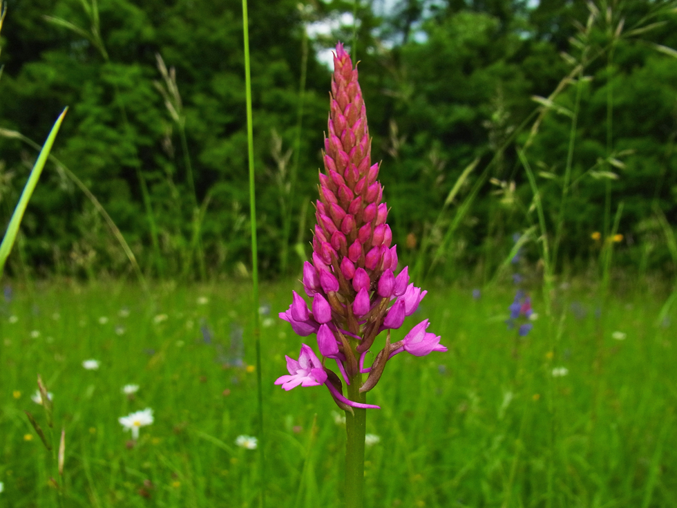 Pyramidenorchis..