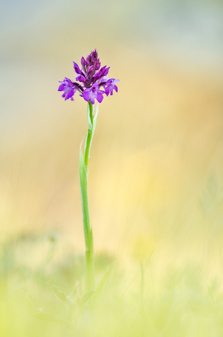 Pyramidenorchis